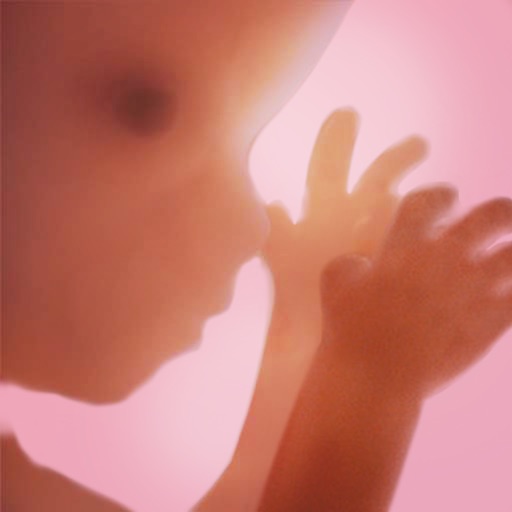 Pregnancy+ logo